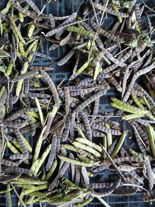 김형일님의 감자 · 영농일지 작성글 사진