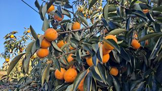 고추랑넝쿨강낭콩님의 감 · 영농일지 작성글 사진