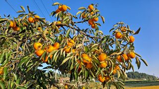 고추랑넝쿨강낭콩님의 감 · 영농일지 작성글 사진