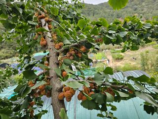 연모 자연의행복님의 자유주제 · 자유게시판 작성글 사진