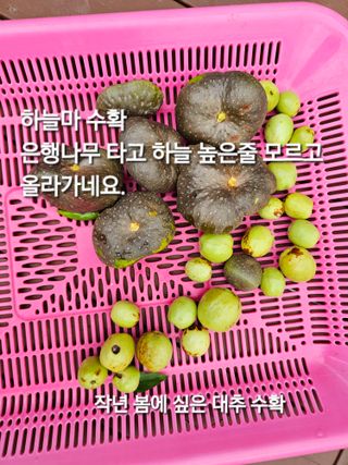 연모 자연의행복님의 자유주제 · 자유게시판 작성글 사진