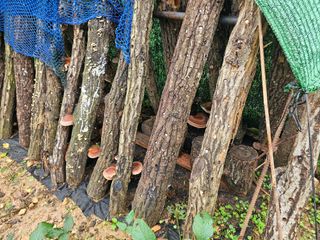 연모 자연의행복님의 자유주제 · 자유게시판 작성글 사진