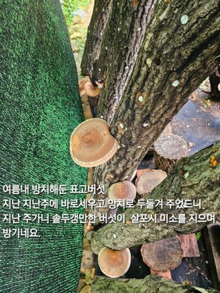 연모 자연의행복님의 자유주제 · 자유게시판 작성글 사진