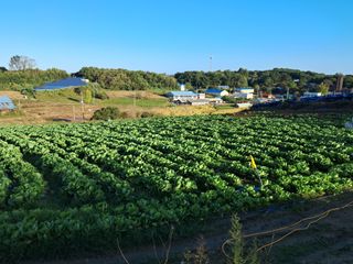 천년의사랑님의 배추 · 영농일지 작성글 사진