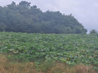 천년의사랑님의 배추 · 영농일지 작성글 사진