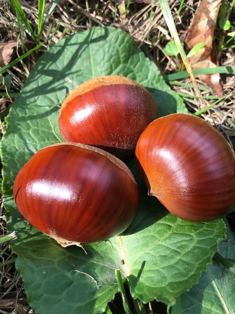 신연희님의 장터 판매 상품 [[판매완료] 포슬포슬 당도높은 토종알밤 1Kg] 첨부 사진