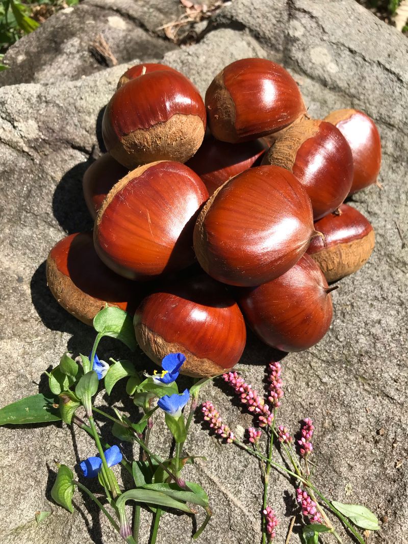 신연희님의 장터 판매 상품 [[판매완료] 포슬포슬 당도높은 토종알밤 1Kg] 첨부 사진