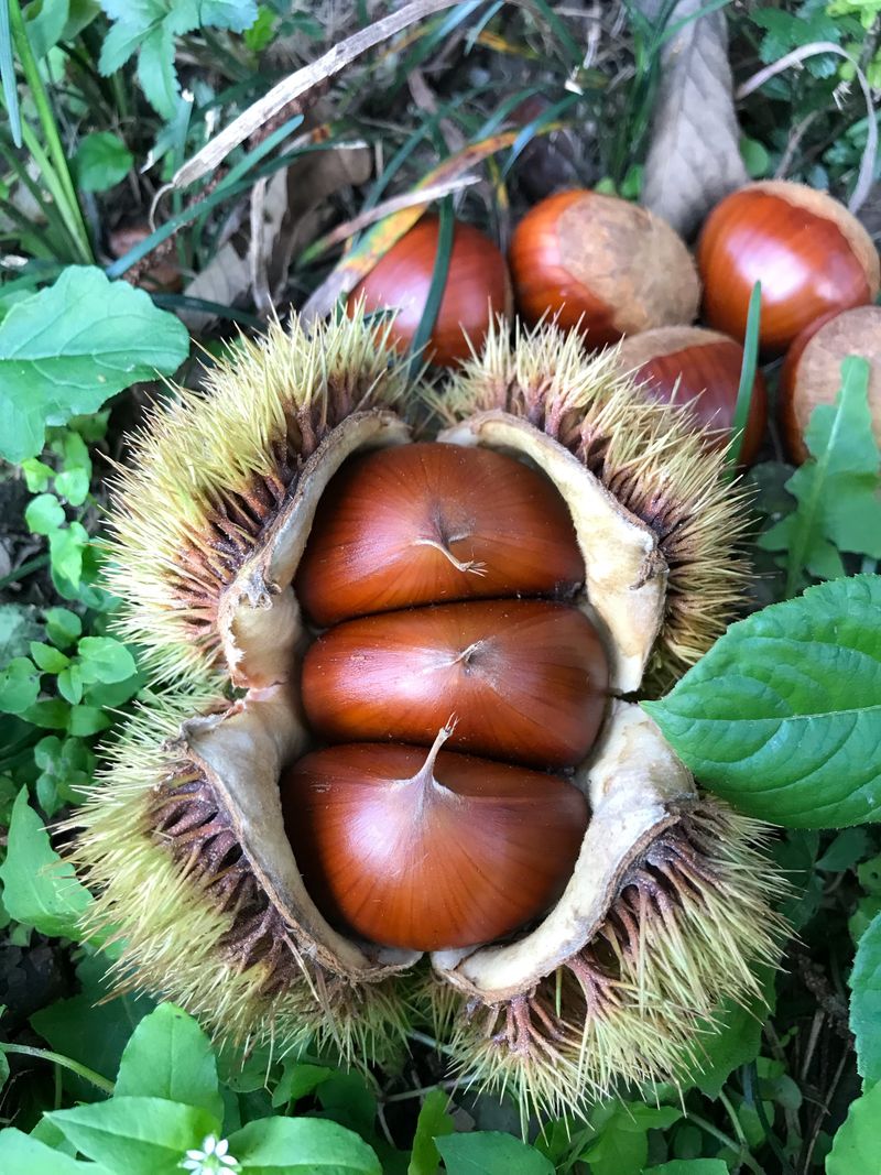 신연희님의 장터 판매 상품 [[판매완료] 포슬포슬 당도높은 토종알밤 1Kg] 첨부 사진