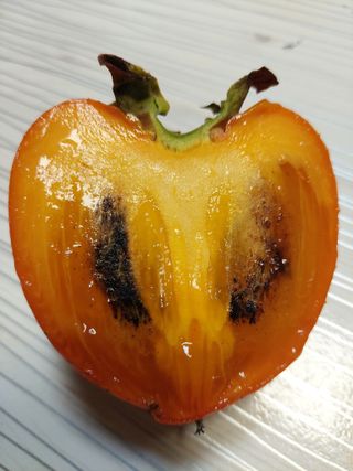 참깨7881님의 감 · 병해충상담 작성글 사진