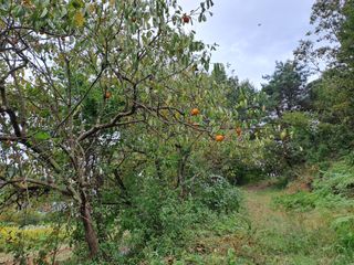 울금박사/빈덕열목사님의 자유주제 · 자유게시판 작성글 사진