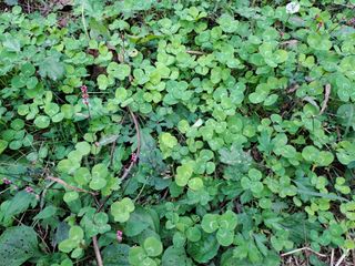 울금박사/빈덕열목사님의 자유주제 · 자유게시판 작성글 사진