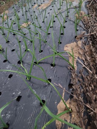 장효기님의 가을 농사 후 토양 어떻게 관리하세요? · 참여글 작성글 사진