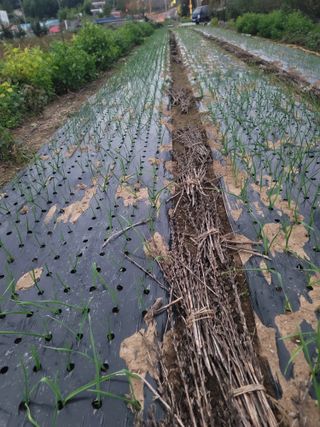 장효기님의 가을 농사 후 토양 어떻게 관리하세요? · 참여글 작성글 사진
