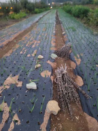 장효기님의 가을 농사 후 토양 어떻게 관리하세요? · 참여글 작성글 사진
