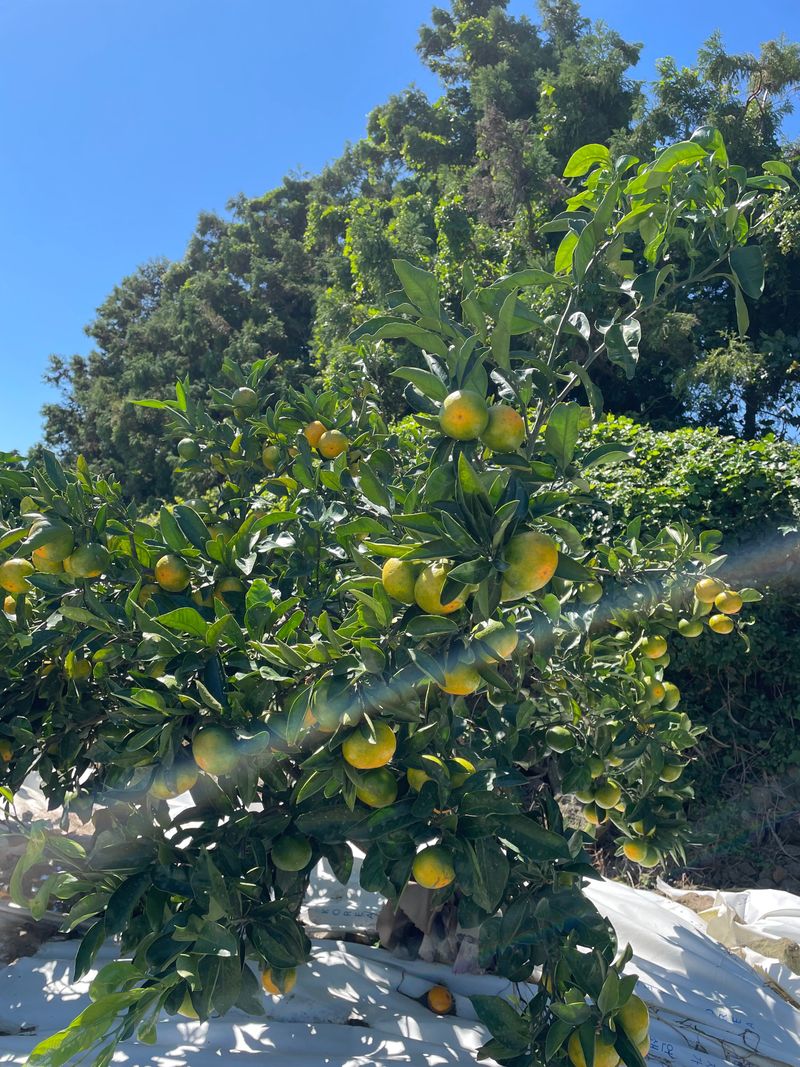 돌담님의 장터 판매 상품 [((주문 마감))제주감귤 신품종 유라실생 타이벡 재배귤] 첨부 사진