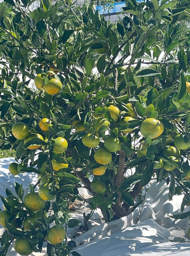 돌담님의 장터 판매 상품 [((주문 마감))제주감귤 신품종 유라실생 타이벡 재배귤] 첨부 사진