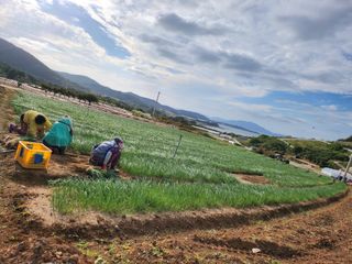 고흥거금도농부님의 양파 · 영농일지 작성글 사진