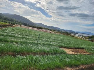 고흥거금도농부님의 양파 · 영농일지 작성글 사진