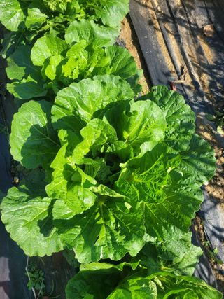 원탑님의 자유주제 · 자유게시판 작성글 사진