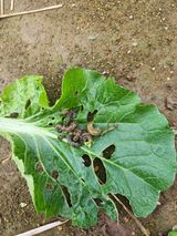 팜모닝 농사, 무엇이든 물어보세요!·참여글 게시글 이미지