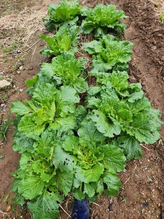 미소김님의 농사, 무엇이든 물어보세요! · 참여글 작성글 사진
