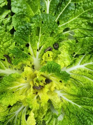 미소김님의 농사, 무엇이든 물어보세요! · 참여글 작성글 사진