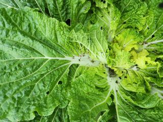 미소김님의 농사, 무엇이든 물어보세요! · 참여글 작성글 사진