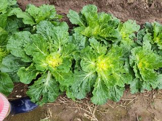 미소김님의 농사, 무엇이든 물어보세요! · 참여글 작성글 사진