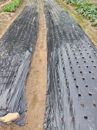 미소김님의 농사, 무엇이든 물어보세요! · 참여글 작성글 사진