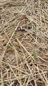 팜모닝 감자·영농일지 게시글 이미지