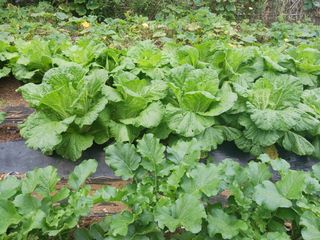 최영환님의 배추 · 영농일지 작성글 사진