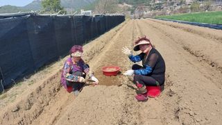 최선을다한는사람님의 기타작물 · 영농일지 작성글 사진