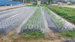 최선을다한는사람님의 기타작물 · 영농일지 작성글 사진