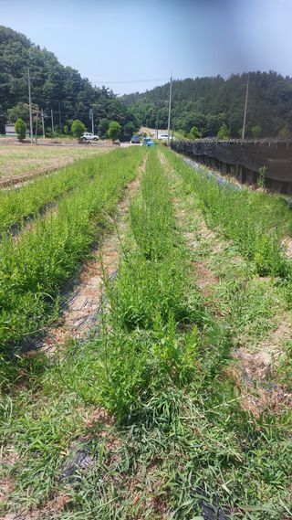 최선을다한는사람님의 기타작물 · 영농일지 작성글 사진