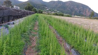 최선을다한는사람님의 기타작물 · 영농일지 작성글 사진