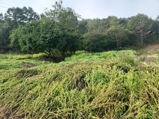 최계보님의 들깨 · 영농일지 작성글 사진