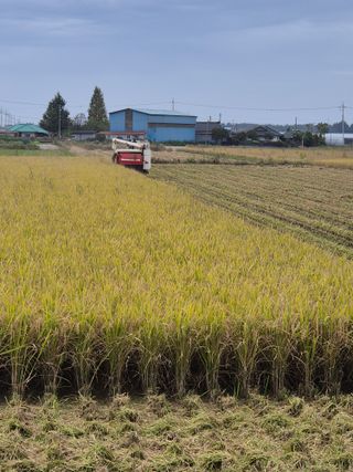 송하영님의 벼 · 자유게시판 작성글 사진
