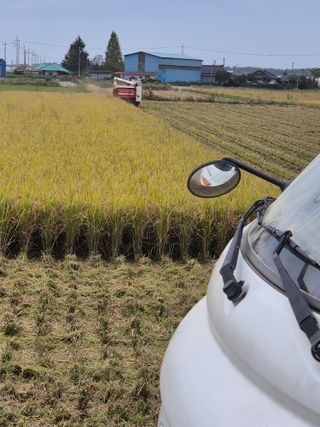 송하영님의 벼 · 자유게시판 작성글 사진