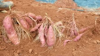 하문오님의 고구마 · 영농일지 작성글 사진