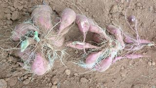 하문오님의 고구마 · 영농일지 작성글 사진