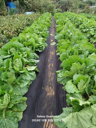 전진규.해돋이님의 배추 · 영농일지 작성글 사진