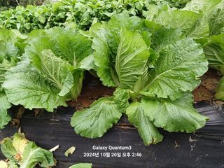 전진규.해돋이님의 배추 · 영농일지 작성글 사진