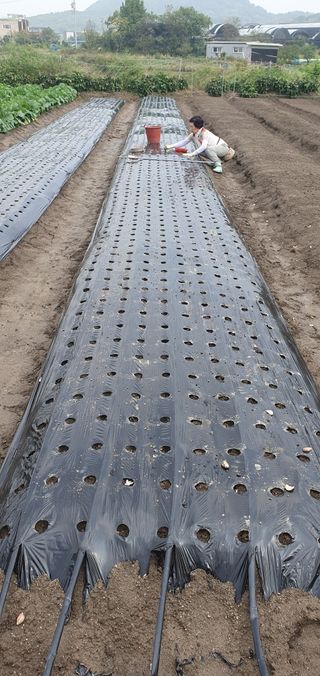 최고봉님최진홍님의 마늘 · 영농일지 작성글 사진