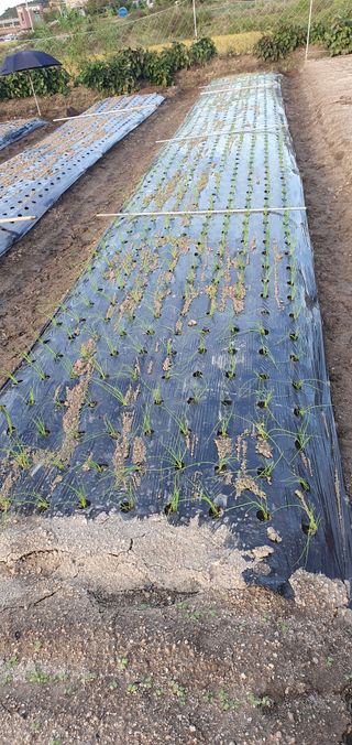 최고봉님최진홍님의 마늘 · 영농일지 작성글 사진