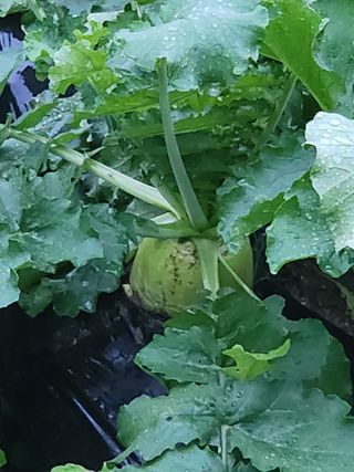 칠보산울프님의 자유주제 · 자유게시판 작성글 사진