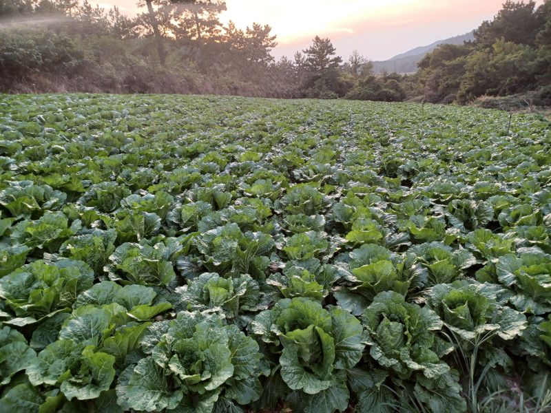 젊은농원 님의 장터 판매 상품 [절임배추 20kg] 첨부 사진