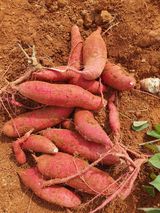 팜모닝 고구마·영농일지 게시글 이미지