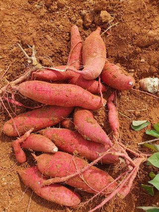 고사리9794님의 고구마 · 영농일지 작성글 사진