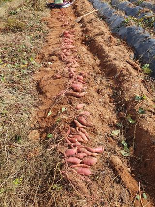고사리9794님의 고구마 · 영농일지 작성글 사진
