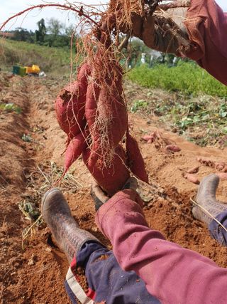 고사리9794님의 고구마 · 영농일지 작성글 사진
